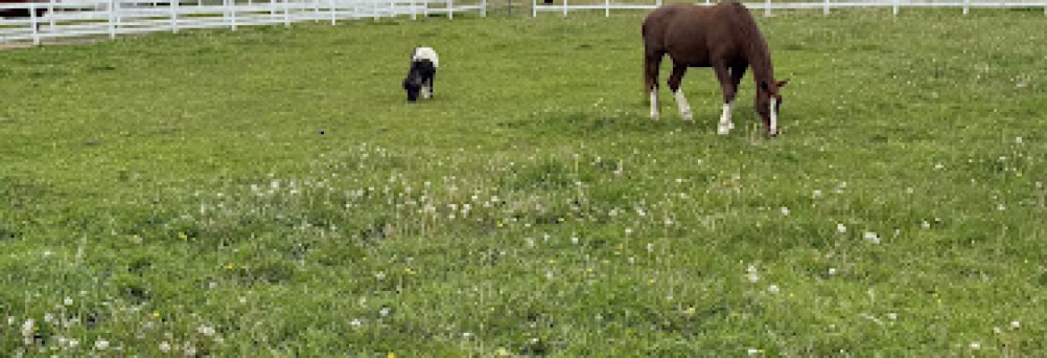 Sandy Hook Equestrian Center