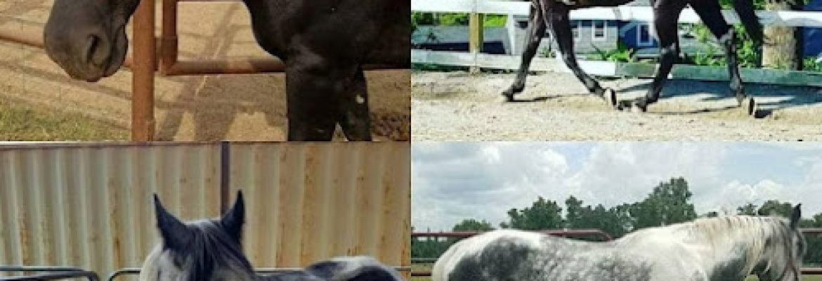 Rising Starr Horse Rescue
