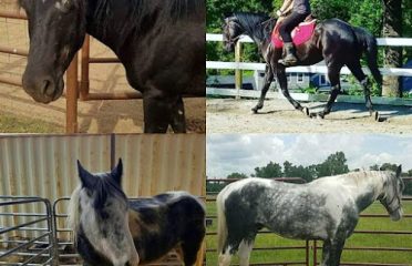 Rising Starr Horse Rescue
