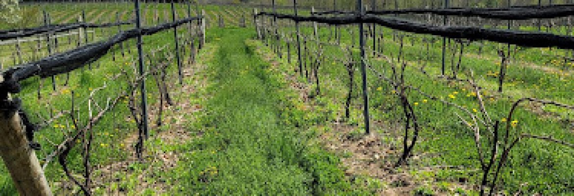 Sunset Meadow Vineyards