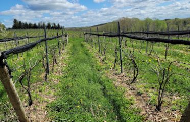 Sunset Meadow Vineyards
