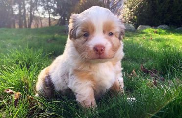 Hemlock Brook Farm Kennels
