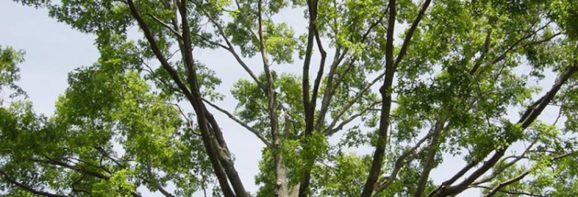 Weston Arborists, Inc.