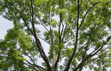 Weston Arborists, Inc.