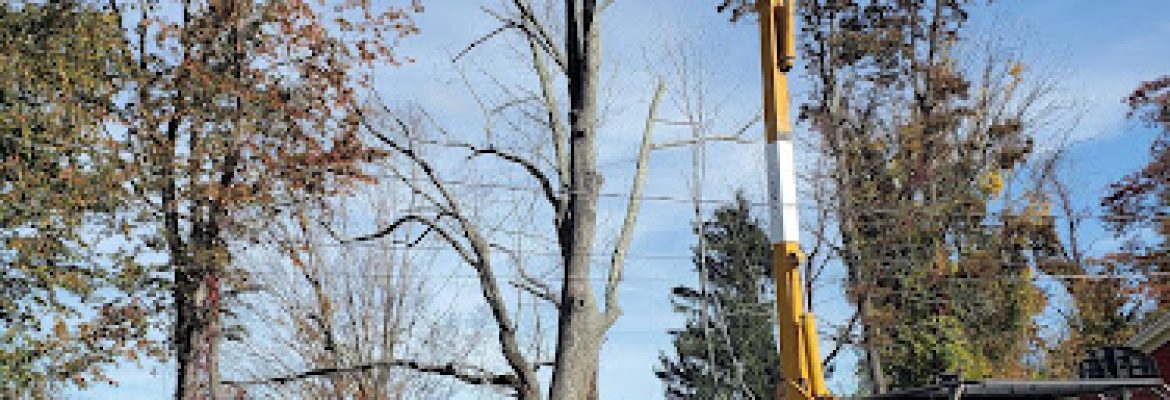 Fred’s Tree Removal LLC