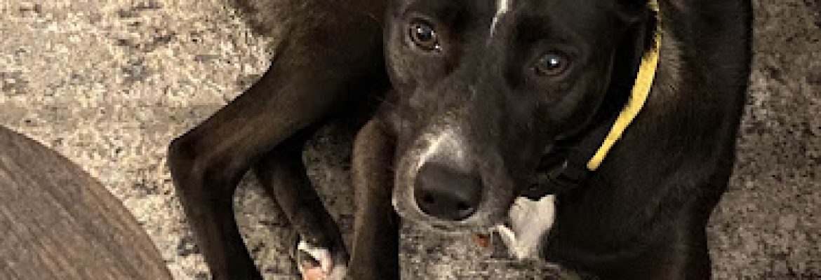 Strays and Others, Inc.