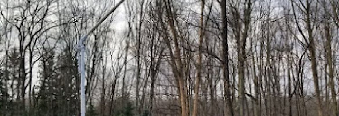 Clear Cut Tree and Lawn Care LLC