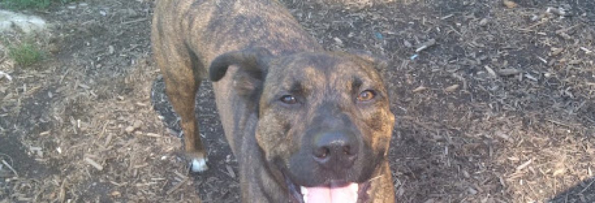 Montville Dog Park
