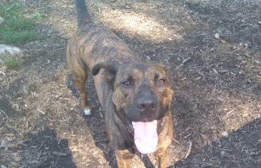 Montville Dog Park