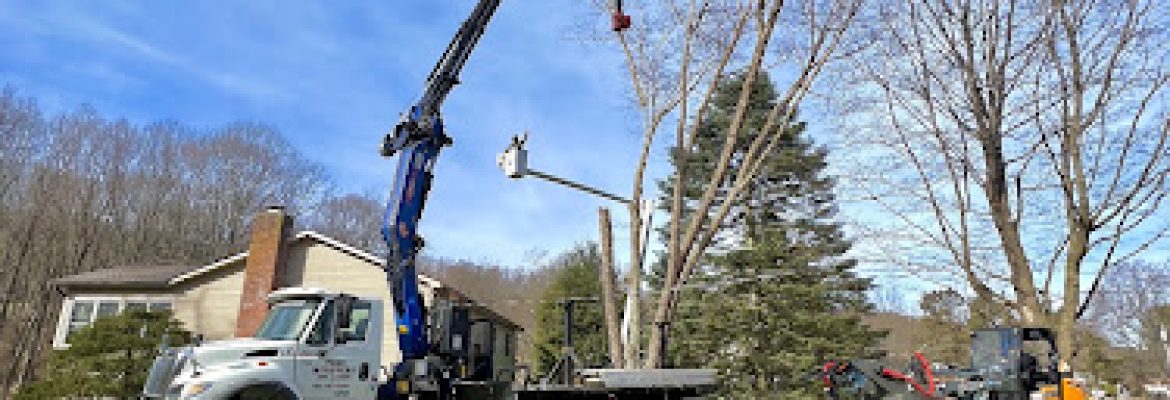 Tree Monsters Land Clearing