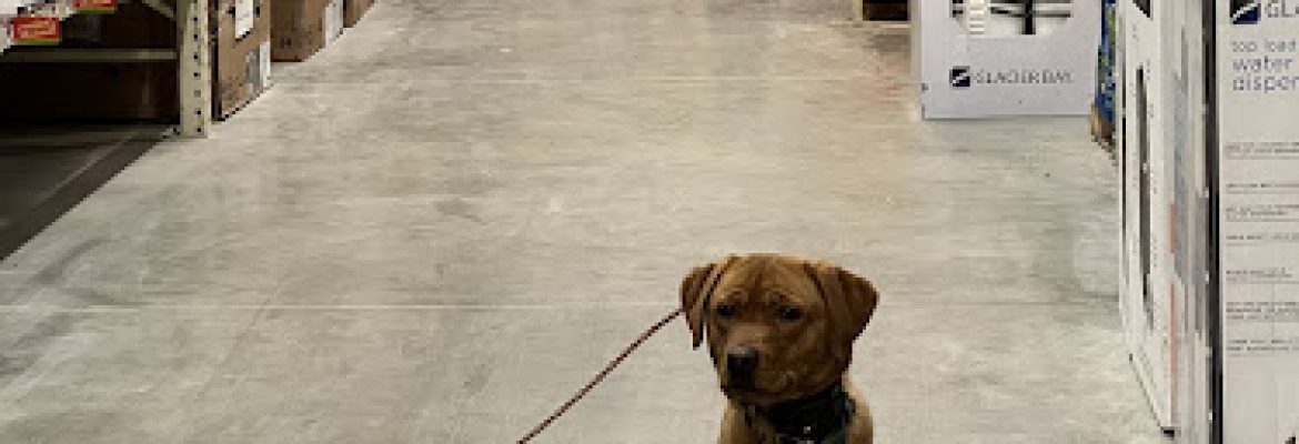 V3 Gun Dogs & Canine Academy