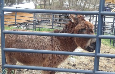 Zenko Family Farm