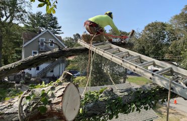 Professional Master Landscaping LLC