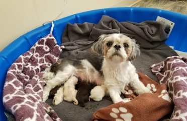 P&J SHIHTZUS