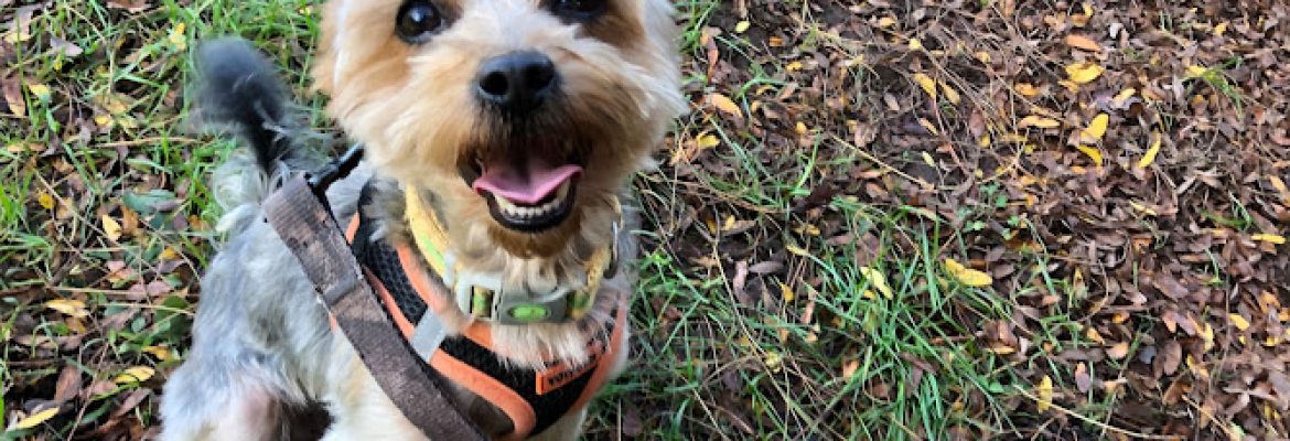 New Haven Animal Shelter