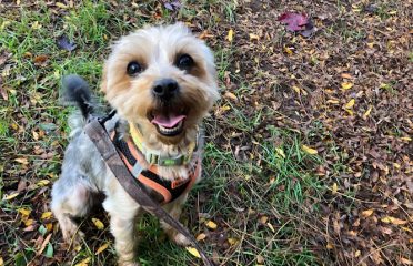 New Haven Animal Shelter