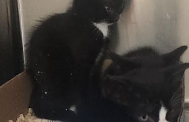 Groton Animal Control