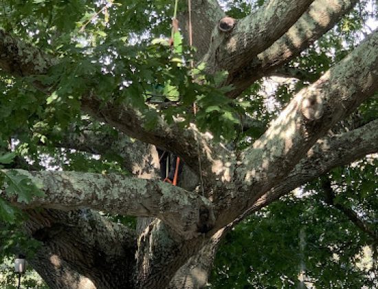 Bartlett Tree Experts