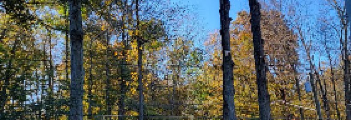 Nutmeg Tree Service and Ground Care