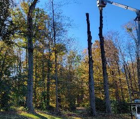 Nutmeg Tree Service and Ground Care
