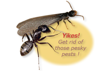 Michael’s Carpenter Ant & Termite Services, LLC