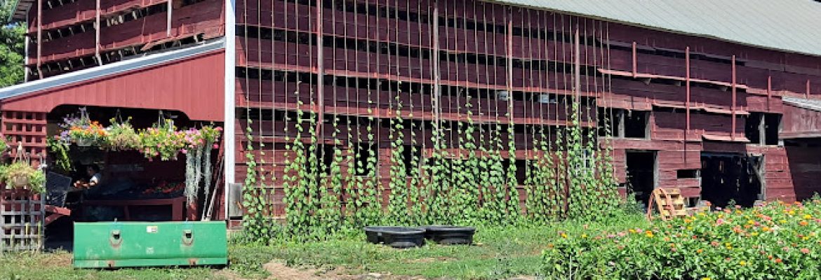 The Garlic Farm