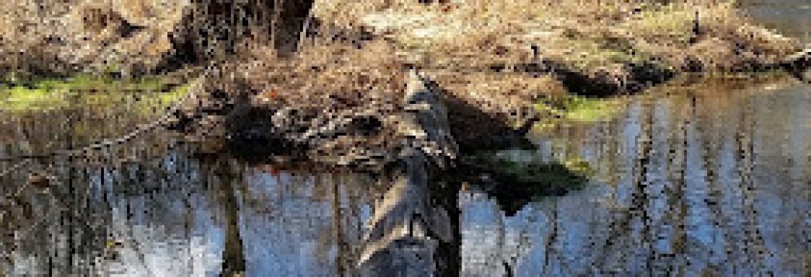 Scantic River State Park East