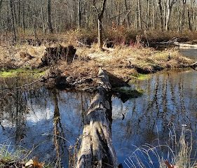 Scantic River State Park East