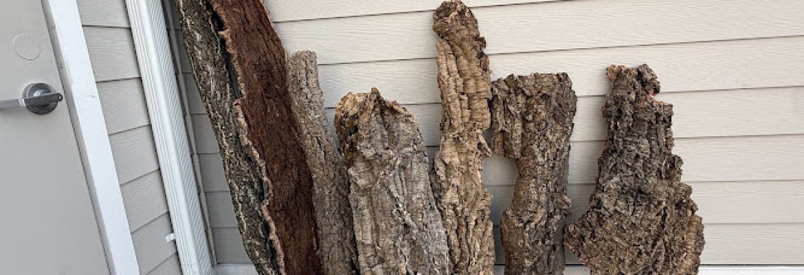 Frilled About Reptiles