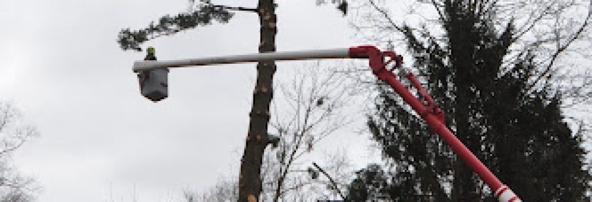 A Cut Above Tree Service LLC