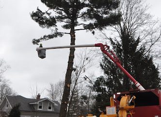 A Cut Above Tree Service LLC