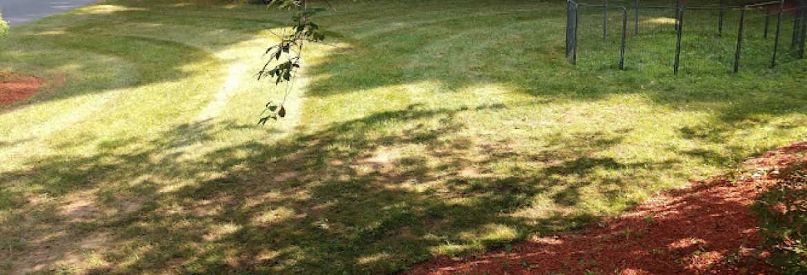 Perfect Lawns