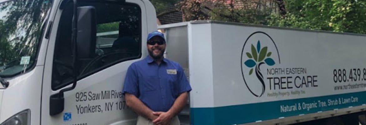North Eastern Tree , Shrub and Lawn care