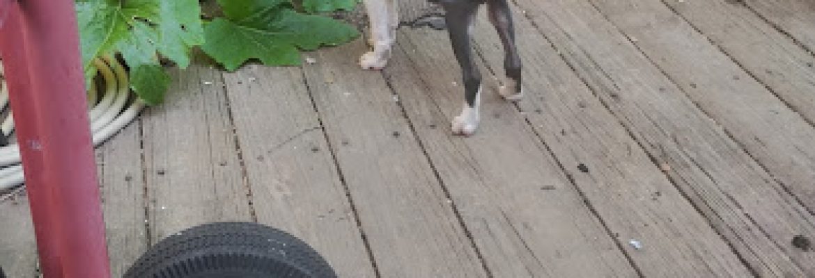 Jasper kennels