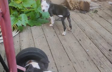 Jasper kennels