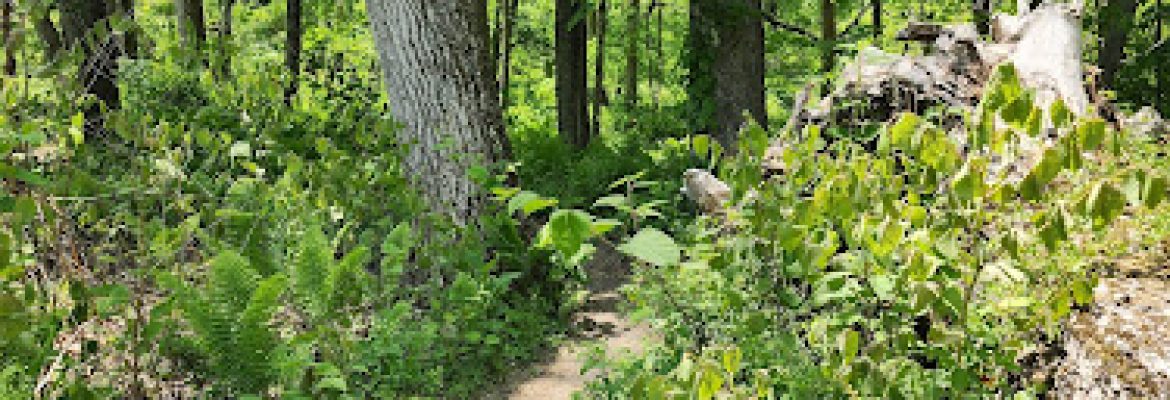 River Road Preserve White Trail