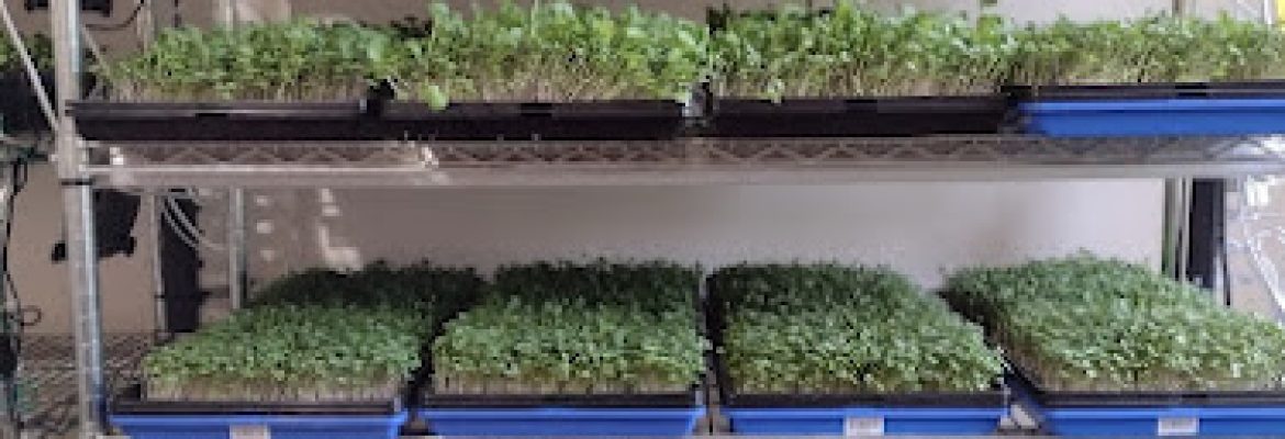 Healthy Eats Farm