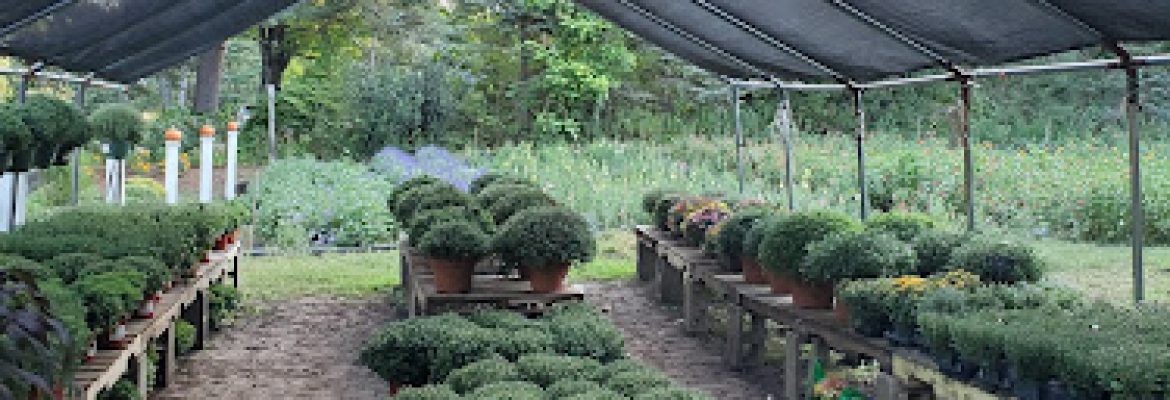 Ryan Family Flower Farm