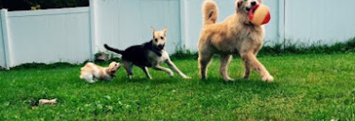 Cherry Brook Kennels