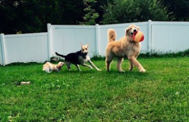 Cherry Brook Kennels