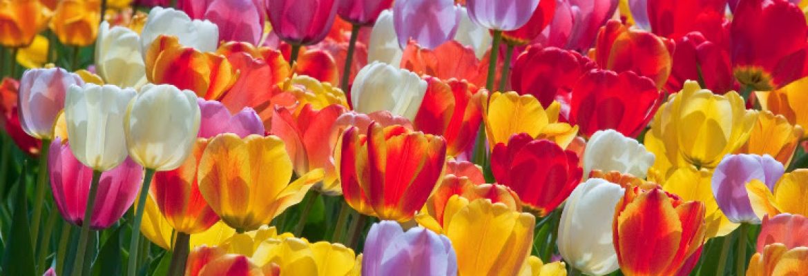 Colorblends Wholesale Flowerbulbs