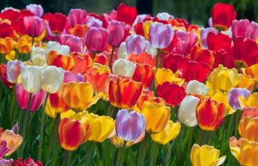 Colorblends Wholesale Flowerbulbs