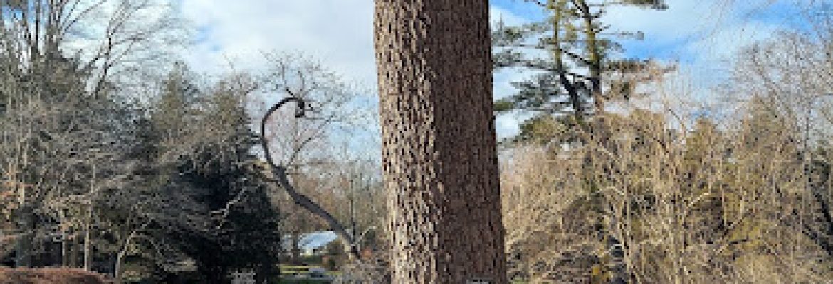Bartlett Arboretum & Gardens