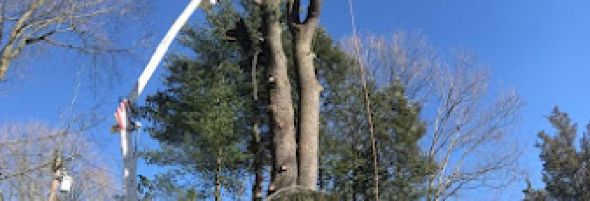 Everest Tree Care