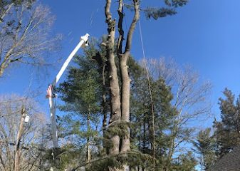 Everest Tree Care