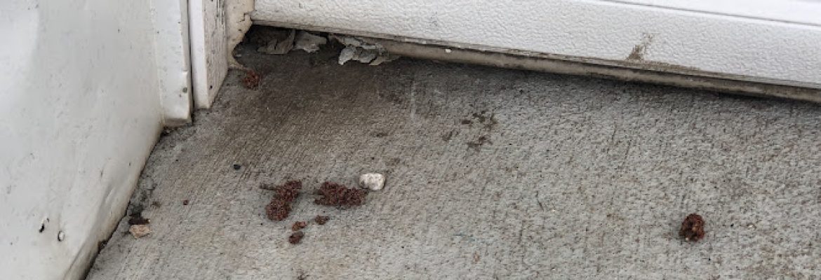 Connecticut Termite and Pest Control, LLC