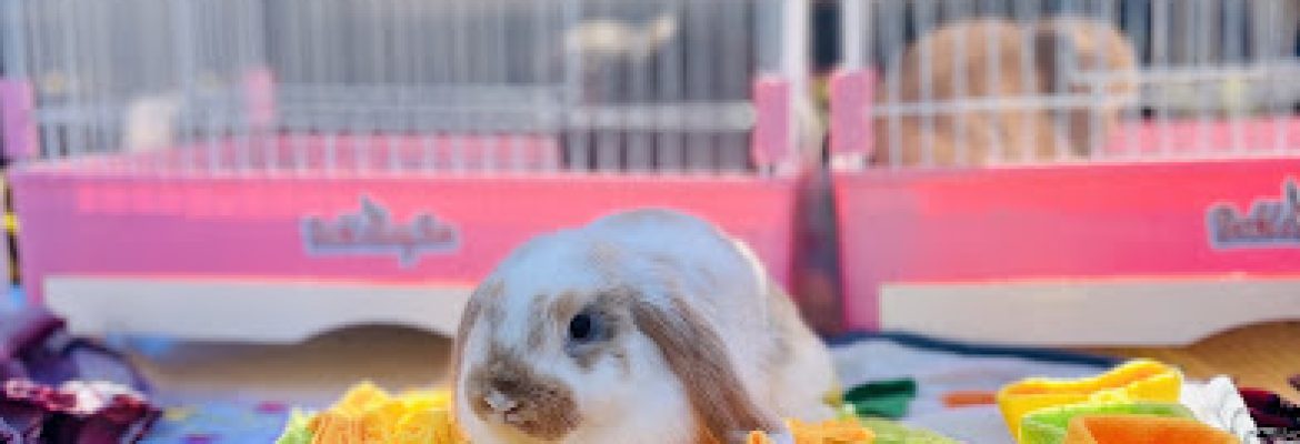 Brooke’s Bunny Farm