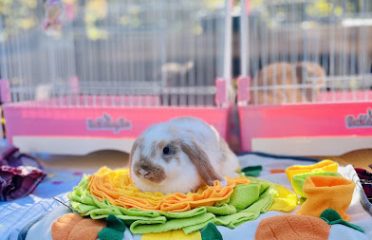 Brooke’s Bunny Farm