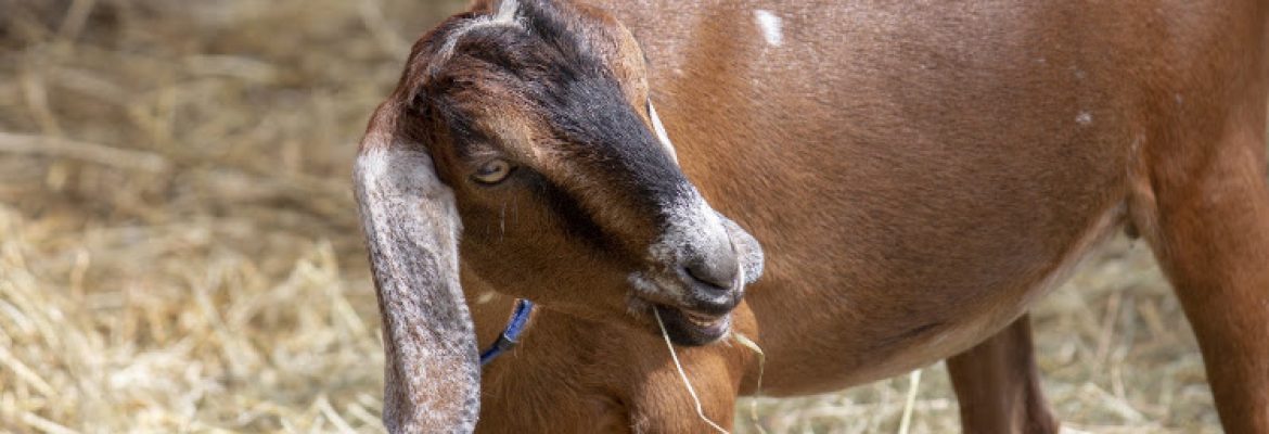 Wholly Goat Farm