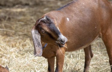 Wholly Goat Farm